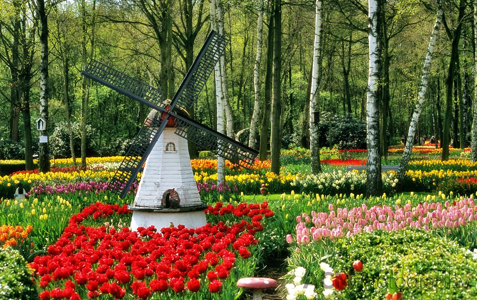 You are currently viewing How To Plan A Garden Tour In Netherlands?
